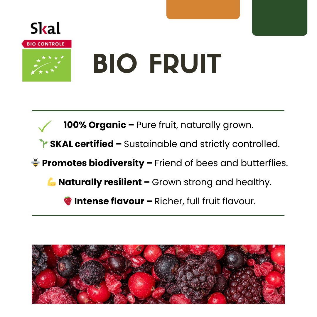 Bio Brombeere Rubus fruticosus – Biologische Brombeersträucher – Ø13cm – ↨20cm – 3 Pflanzen – Frostbeständig & Reichtragend – Für Garten, Terrasse & Balkon