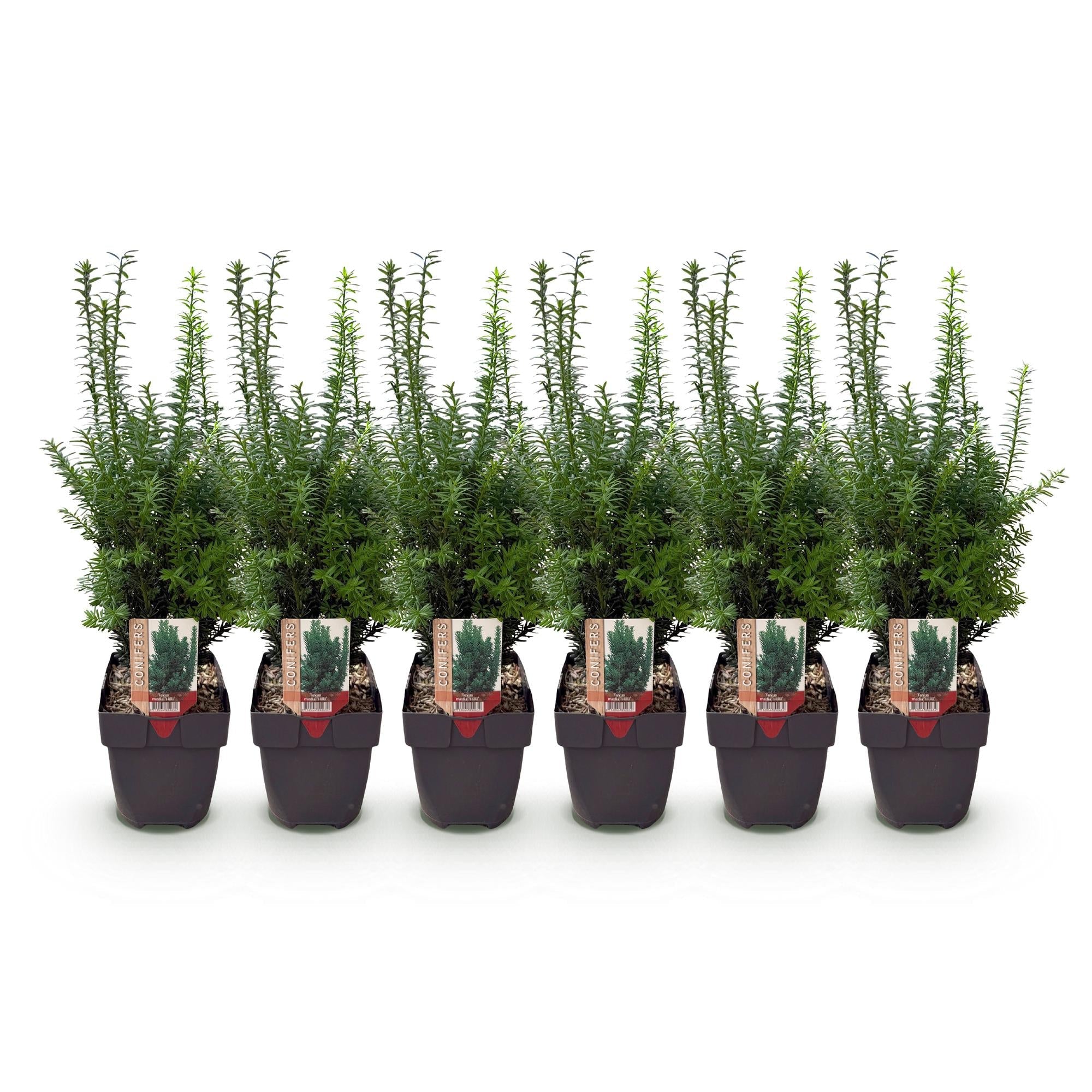 Taxus media Hillii – 6 Pflanzen für 1 Meter Hecke – Immergrün & winterhart – Eibe für dichte, schnittfeste Hecken – Ø17cm – Höhe ca. 60cm – Pflegeleicht