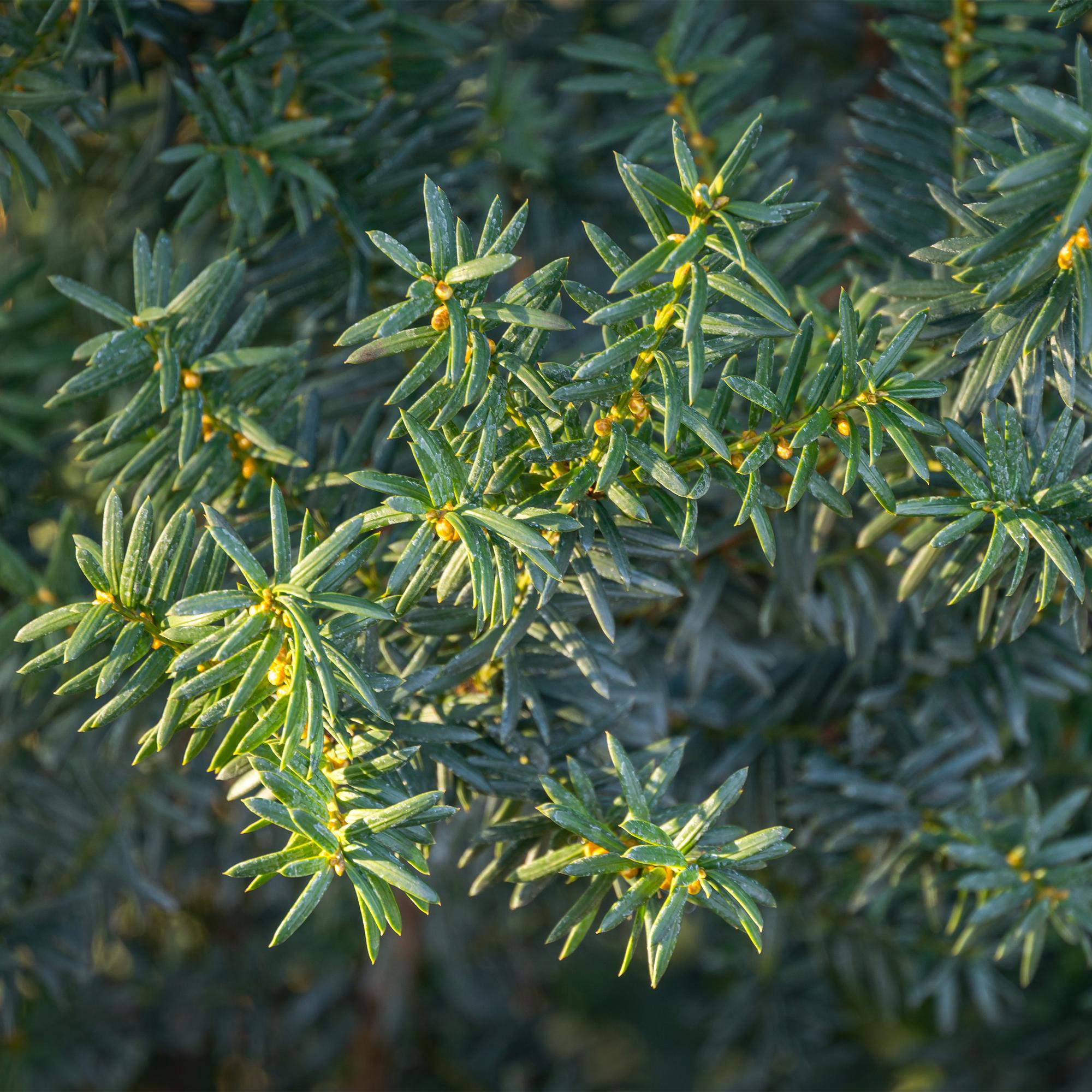 Taxus media Hillii – 6 Pflanzen für 1 Meter Hecke – Immergrün & winterhart – Eibe für dichte, schnittfeste Hecken – Ø17cm – Höhe ca. 60cm – Pflegeleicht