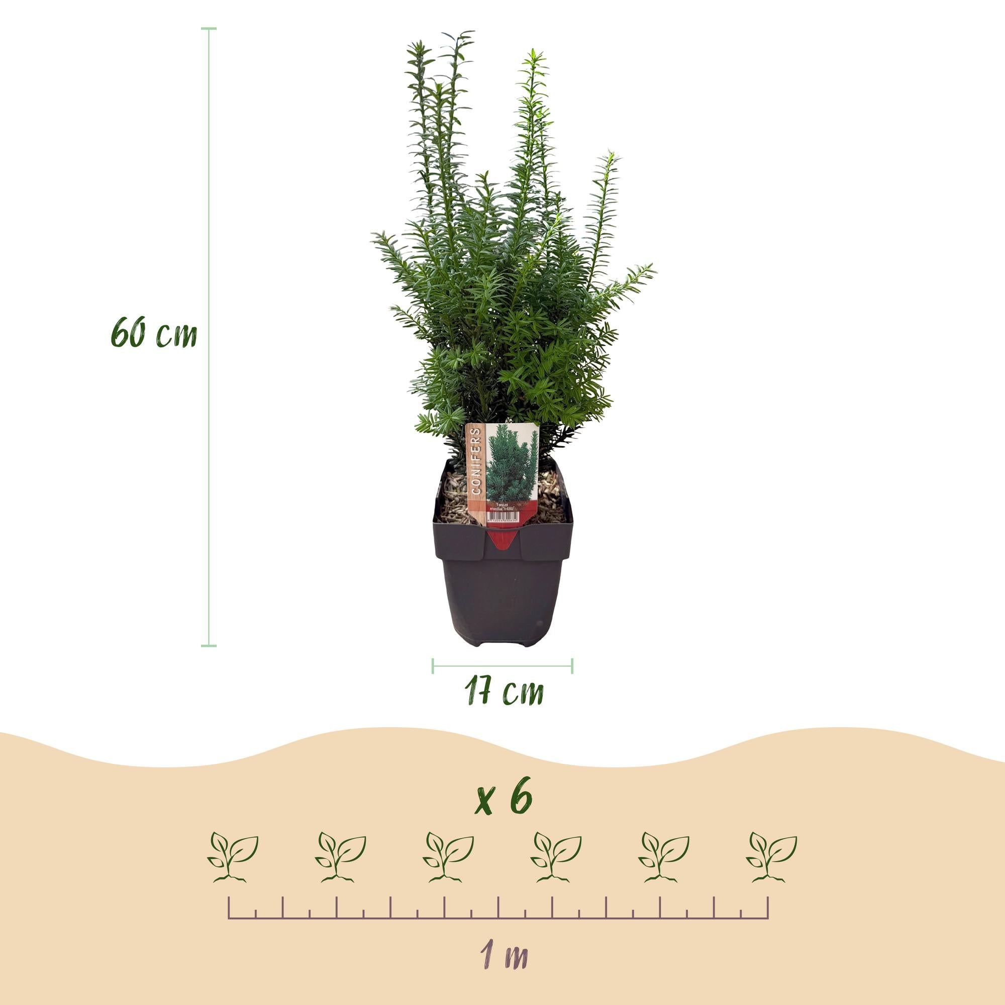 Taxus media Hillii – 6 Pflanzen für 1 Meter Hecke – Immergrün & winterhart – Eibe für dichte, schnittfeste Hecken – Ø17cm – Höhe ca. 60cm – Pflegeleicht