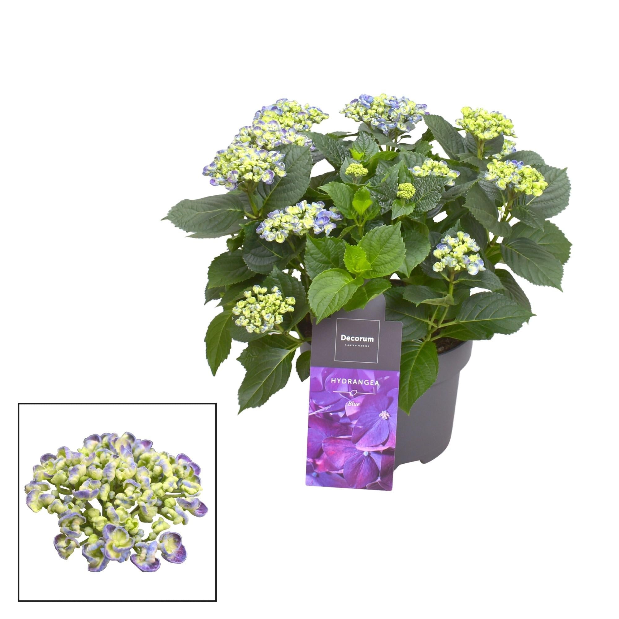 Hortensie Curly Wurly Blue, blaue blühende Gartenpflanze mit 9-15 Blütenköpfen, Ø23cm, 50cm hoch, dekorative Hydrangea für Balkon, Terrasse, Kübel und halbschattige Standorte