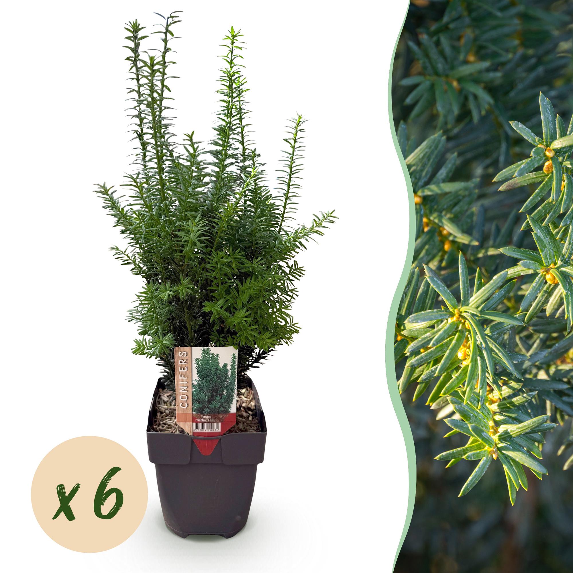 Taxus media Hillii – 6 Pflanzen für 1 Meter Hecke – Immergrün & winterhart – Eibe für dichte, schnittfeste Hecken – Ø17cm – Höhe ca. 60cm – Pflegeleicht
