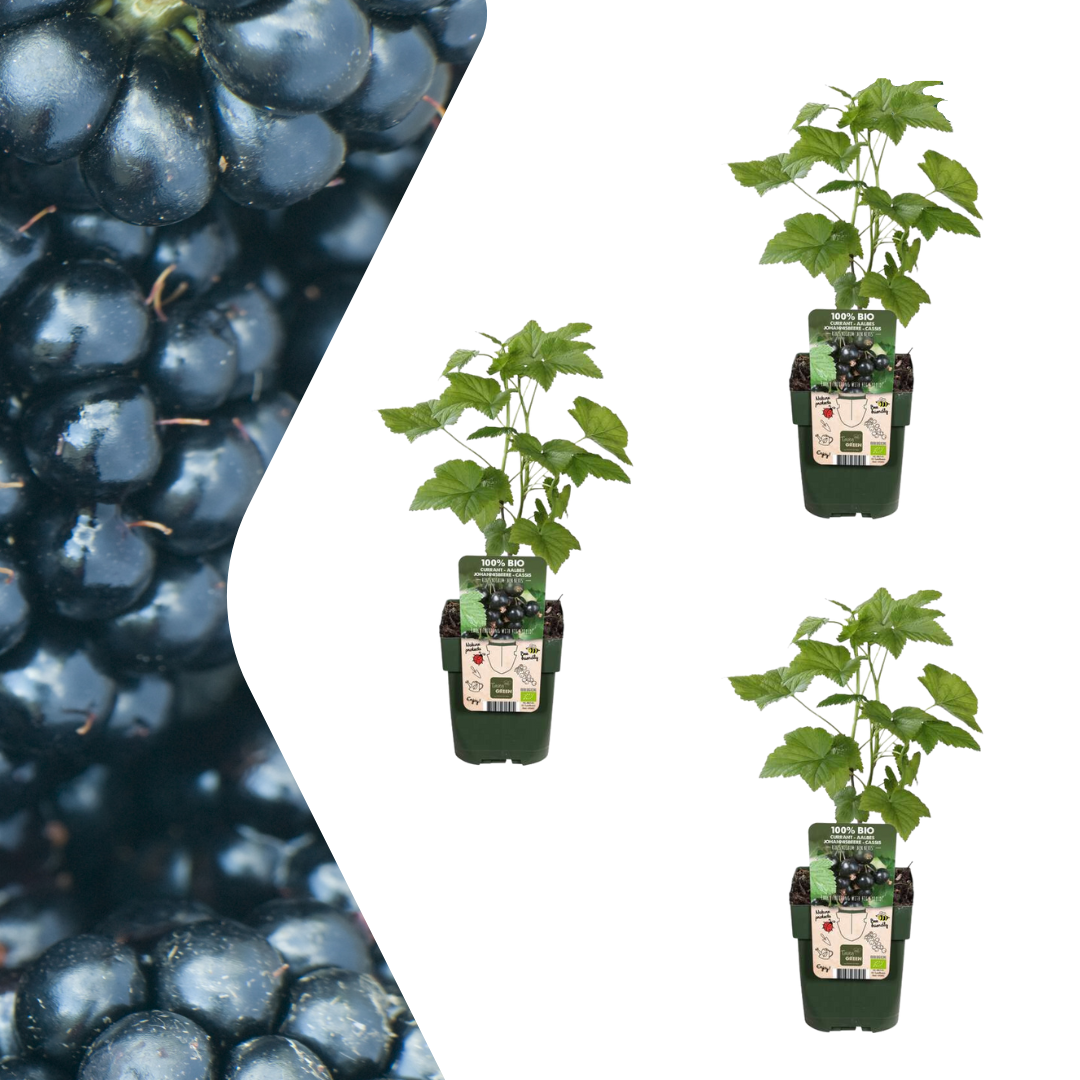 Bio Brombeere Rubus fruticosus – Biologische Brombeersträucher – Ø13cm – ↨20cm – 3 Pflanzen – Frostbeständig & Reichtragend – Für Garten, Terrasse & Balkon