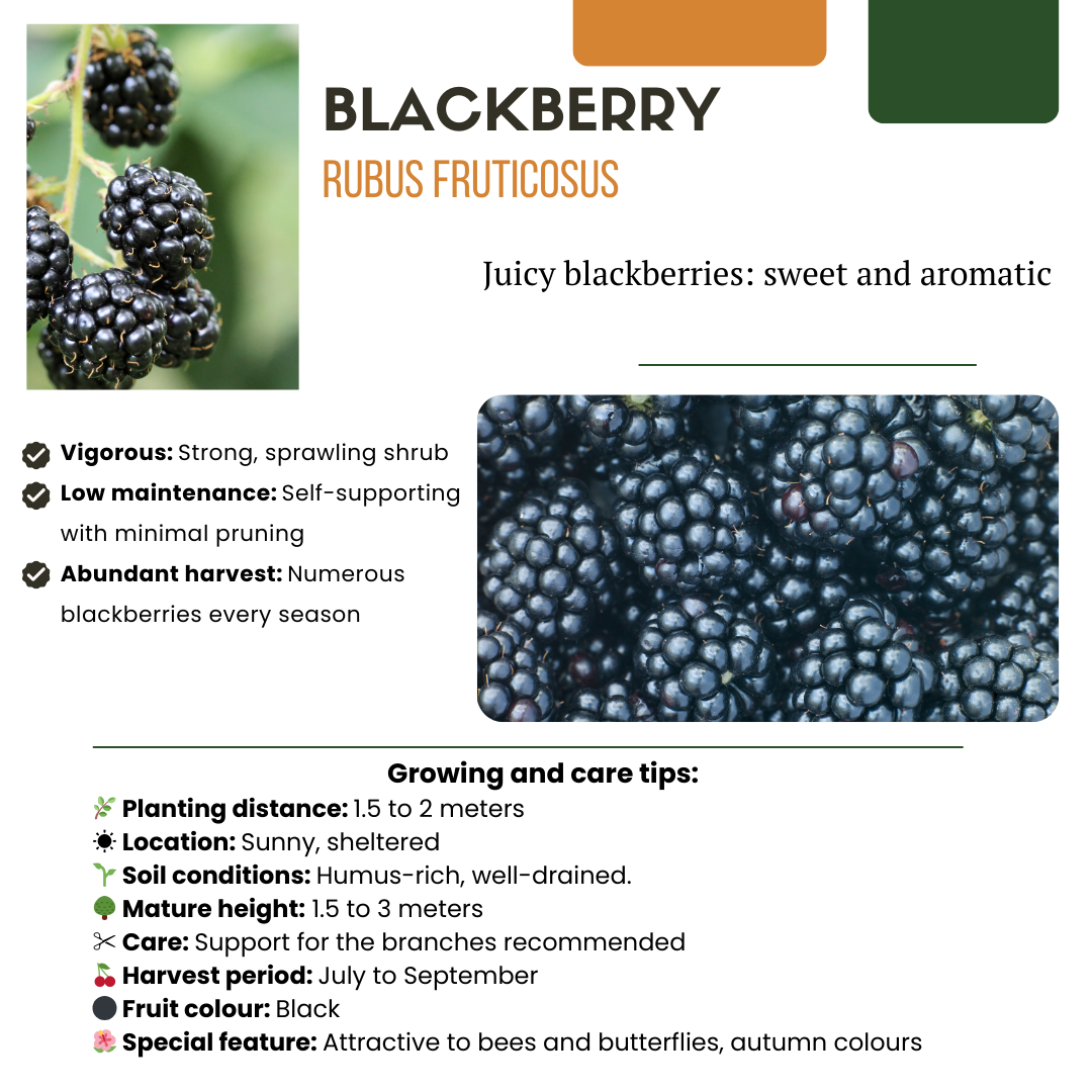 Bio Brombeere Rubus fruticosus – Biologische Brombeersträucher – Ø13cm – ↨20cm – 3 Pflanzen – Frostbeständig & Reichtragend – Für Garten, Terrasse & Balkon