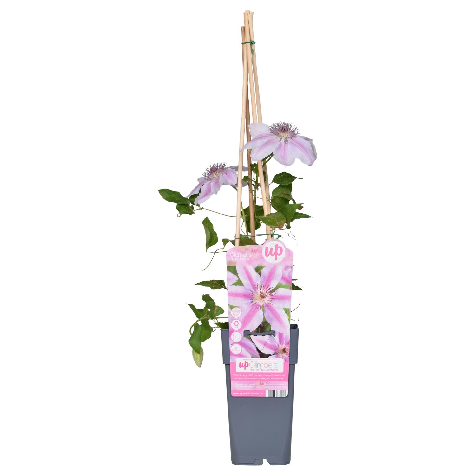 Clematis Nelly Moser – Blühfreudige Kletterpflanze – Zweifache Blüte – Weiß-Rosa – Ca. 65 cm hoch – Ø15 cm – Für Garten, Spalier & Kübel
