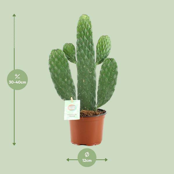 Feigenkaktus – Opuntia Rubescens Consolea – Zimmerpflanze – Ø12 cm ca. 35 cm hoch – Pflegeleicht & dekorativ – Kaktus für Wohnung & Büro