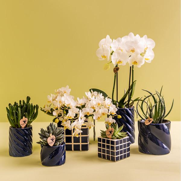 Candy Dekotopf – Hoch – Blau – Ø9cm – Moderner Keramiktopf in kräftigen Farben – Stilvoller Pflanzentopf für Zimmerpflanzen, Orchideen & Sukkulenten
