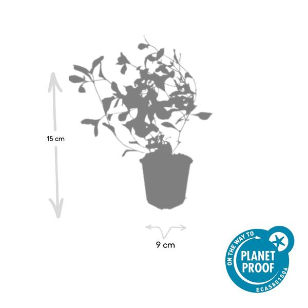 Kriechende Hornnarbe Ceratostigma plumbaginoides – 60 Pflanzen – ↕10-25cm – Ø9cm – Bodendecker mit blauen Blüten – Winterhart & pflegeleicht – Sonne & Halbschatten