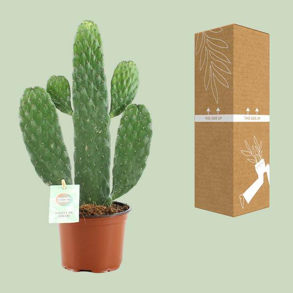 Feigenkaktus – Opuntia Rubescens Consolea – Zimmerpflanze – Ø12 cm ca. 35 cm hoch – Pflegeleicht & dekorativ – Kaktus für Wohnung & Büro