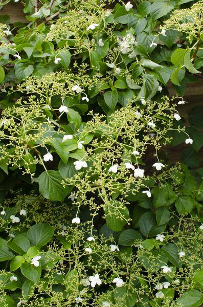 Kletter-Hortensie – Hydrangea petiolaris – 3 Pflanzen – Ø15cm – ca. 65cm hoch – Winterharte Kletterpflanze mit weißen Blütendolden für Hauswand, Pergola & Zaun