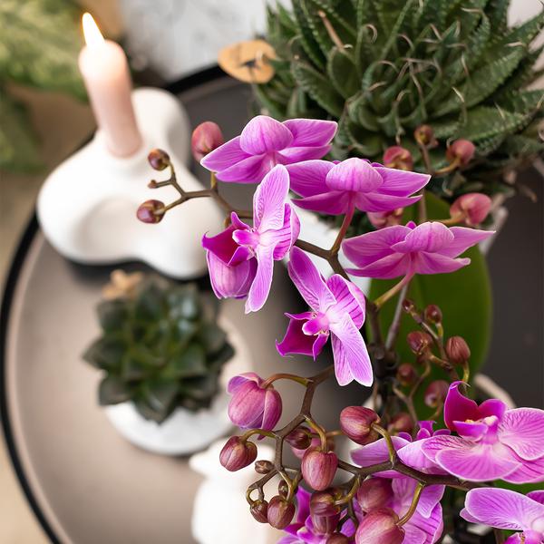 Phalaenopsis-Orchidee Mineral Vienna – Rosa – Ø9cm – Blühende Zimmerpflanze – 2-3 Zweige – Natürliche Farbpracht