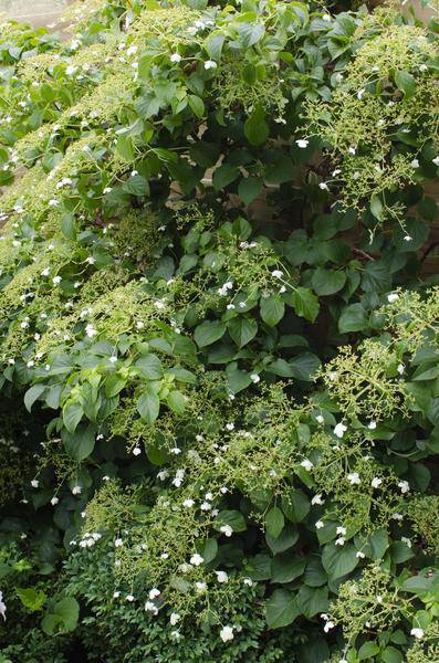 Kletter-Hortensie – Hydrangea petiolaris – 3 Pflanzen – Ø15cm – ca. 65cm hoch – Winterharte Kletterpflanze mit weißen Blütendolden für Hauswand, Pergola & Zaun