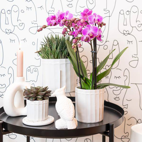 Phalaenopsis-Orchidee Mineral Vienna – Rosa – Ø9cm – Blühende Zimmerpflanze – 2-3 Zweige – Natürliche Farbpracht