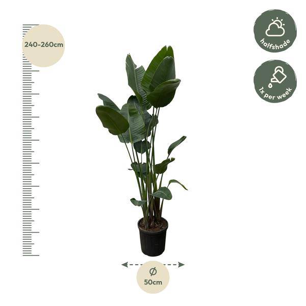 Strelitzia Nicolai – Baumstrelitzie – Zimmerpflanze 250cm – Ø50cm – Weißer Paradiesvogel mit großen grünen Blättern – Exotische Zimmer- & Kübelpflanze – Für helle Innenräume