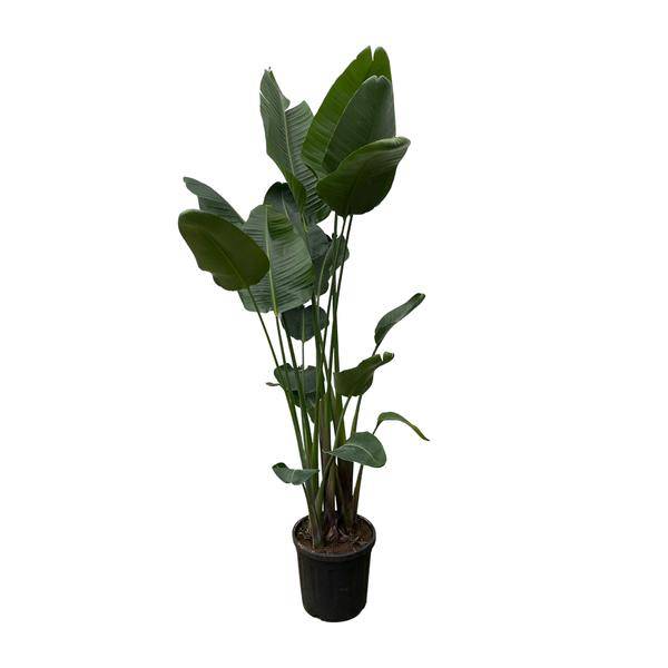 Strelitzia Nicolai – Baumstrelitzie – Zimmerpflanze 250cm – Ø50cm – Weißer Paradiesvogel mit großen grünen Blättern – Exotische Zimmer- & Kübelpflanze – Für helle Innenräume