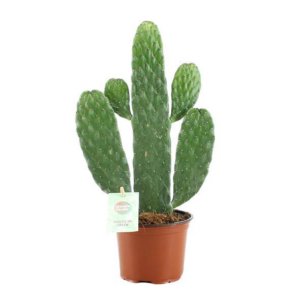 Feigenkaktus – Opuntia Rubescens Consolea – Zimmerpflanze – Ø12 cm ca. 35 cm hoch – Pflegeleicht & dekorativ – Kaktus für Wohnung & Büro