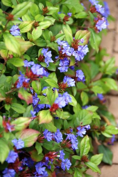 Kriechende Hornnarbe Ceratostigma plumbaginoides – 60 Pflanzen – ↕10-25cm – Ø9cm – Bodendecker mit blauen Blüten – Winterhart & pflegeleicht – Sonne & Halbschatten