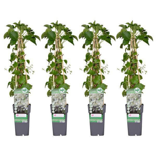Kletter-Hortensie – Hydrangea petiolaris – 3 Pflanzen – Ø15cm – ca. 65cm hoch – Winterharte Kletterpflanze mit weißen Blütendolden für Hauswand, Pergola & Zaun