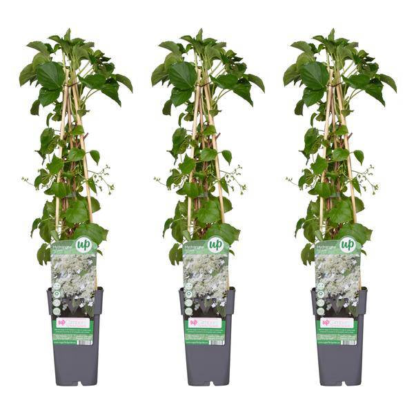 Kletter-Hortensie – Hydrangea petiolaris – 3 Pflanzen – Ø15cm – ca. 65cm hoch – Winterharte Kletterpflanze mit weißen Blütendolden für Hauswand, Pergola & Zaun